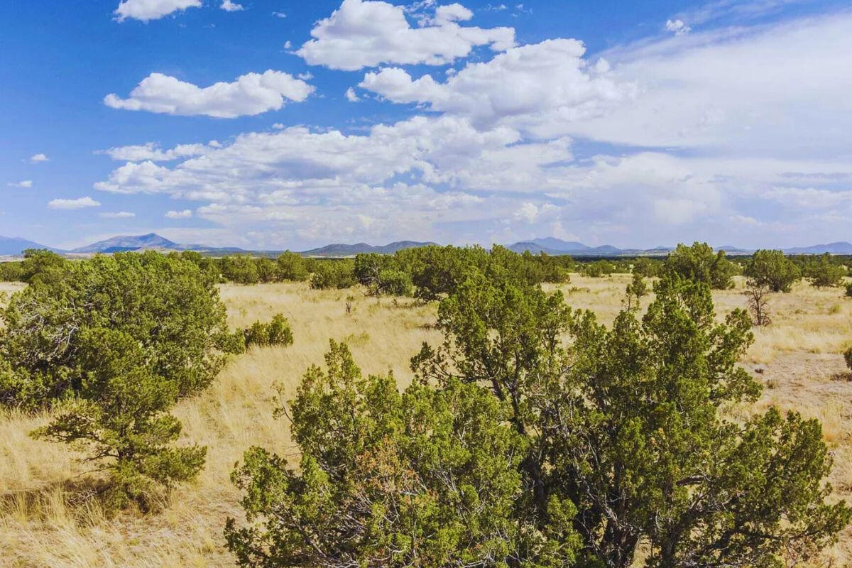 w/Trees - S Wedgewood Dr, Williams, AZ 86046, USA