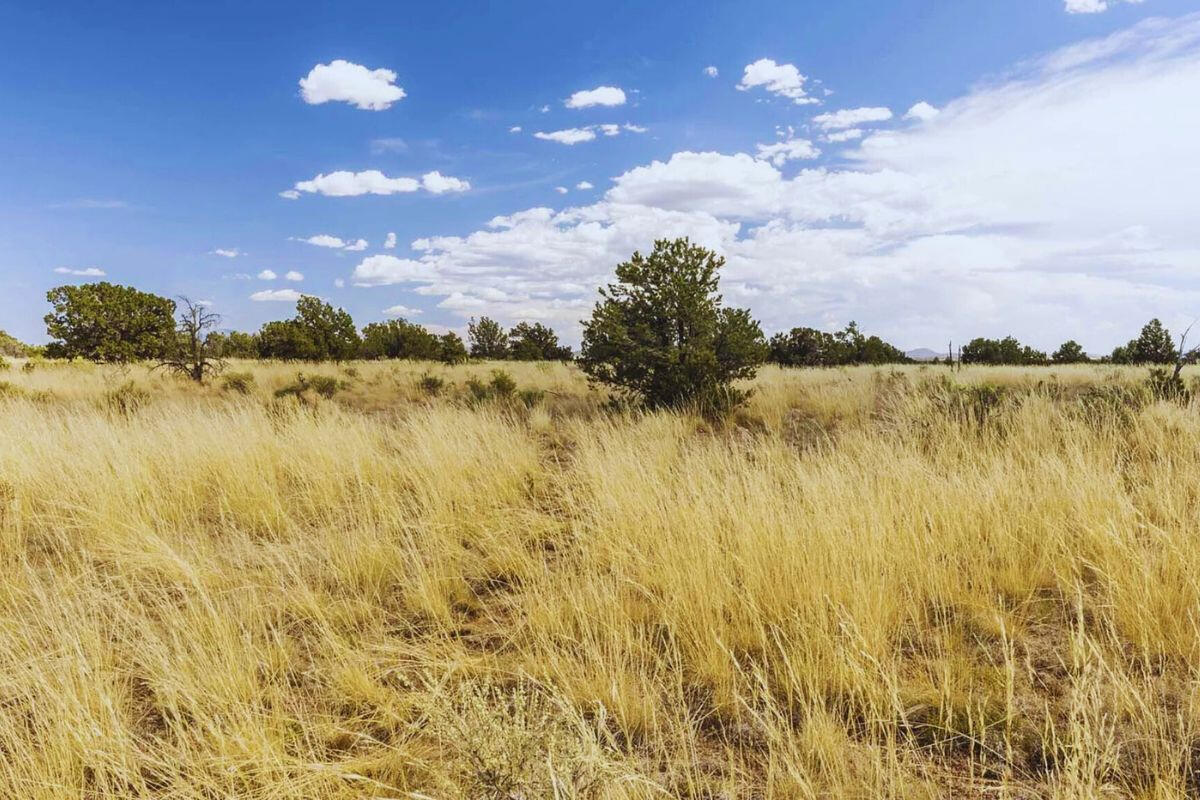 w/Trees - S Wedgewood Dr, Williams, AZ 86046, USA